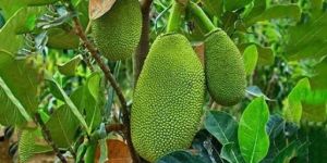 Jackfruit Plant