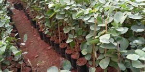 Red Sandalwood Plant