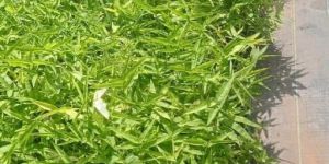 Tissue Culture Bamboo Plant