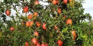 Tissue Culture Pomegranate Plant