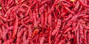 Guntur Red Chilli, SANAM 334