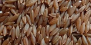 Bamboo Rice