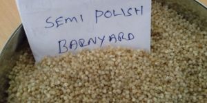 Barnyard Millet