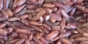 Bridegroom Rice
