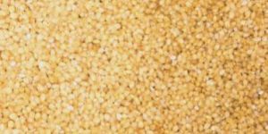 Foxtail Millet