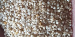 Kodo Millet