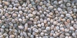 Pearl Millet
