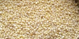 Proso Millet