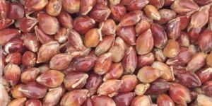 Red Cholam