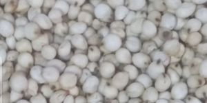 White Cholam