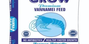 Shrimp Feed