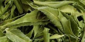 Dried Neem Leaves