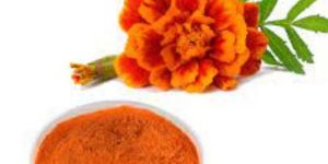 Marigold Extract