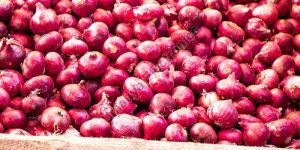 Fresh Onion