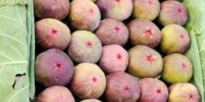 Fresh Fig