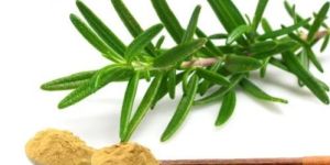 Rosemary Extract Powder