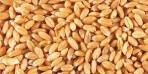 Brown Wheat Seeds