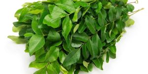 Fresh Curry Leaves