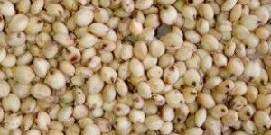 Jowar Seeds