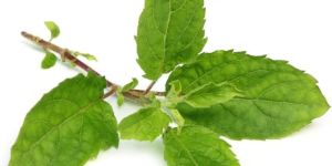 Tulsi Leaves