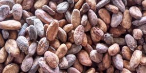 Cocoa Beans