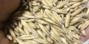 Oat Seeds