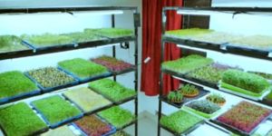 Microgreen