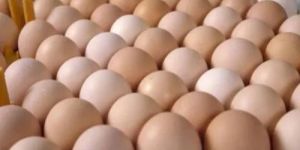 Broiler Hatching Eggs