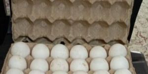 Duck Eggs