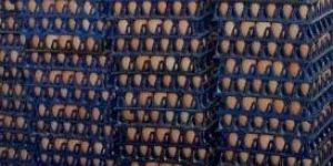 Fresh Brown Egg