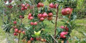 Apple Plant