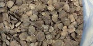 Red Sandal Wood Seeds