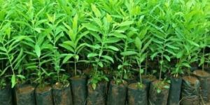 Red Sandalwood Plant