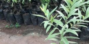 White Sandalwood Plant