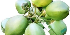 a Grade Tender Coconut