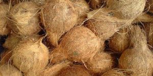 Natural Semi Husked Coconut