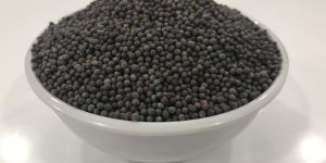 Bold Mustard Seeds