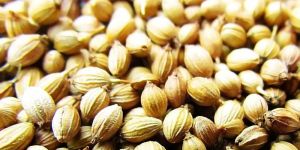 Coriander Seeds