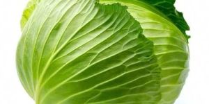 Fresh Cabbage