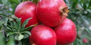 Fresh Pomegranate