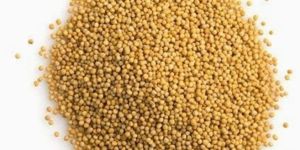 Mustard Oil Seeds