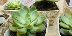 Baby Shower Plant Hamper