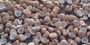 Coconut Copra