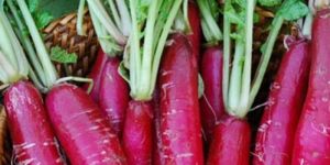 Long Red Radish Seeds