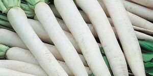 Long White Radish Seeds