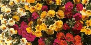 Nemesia Triumph Mix Flower Seeds