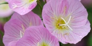 Oenothera Speciosa Flower Seeds