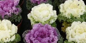 Ornamental Kale Fringed Leaves Mix Seeds