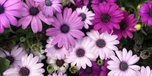 Osteospermum Ecklonis Mix Seeds