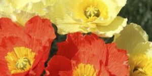 Papaver Nudicaule KLM Mixed Seeds